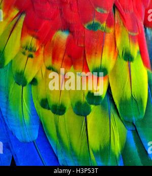 La macro photographie de plumes multicolores, d'un ara rouge (perroquet) Banque D'Images