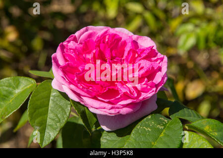 Rosa Gertrude Jekyll Banque D'Images
