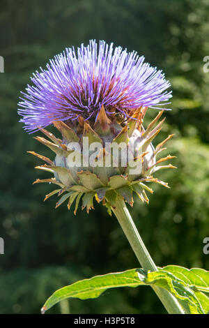 Cynara cardunculus cardon, de l'Artichaut Banque D'Images