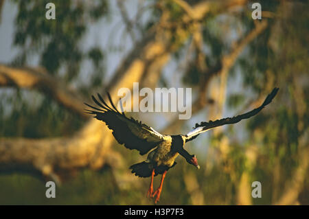 (Anseranas semipalmata goose magpie) Banque D'Images