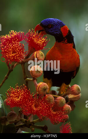 À col rouge (Trichoglossus rubritorquis) Banque D'Images