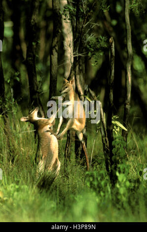 Wallaby Agile (Macropus agilis) Banque D'Images