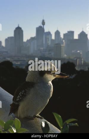 Laughing Kookaburra dacelo novaeguineae) ( Banque D'Images