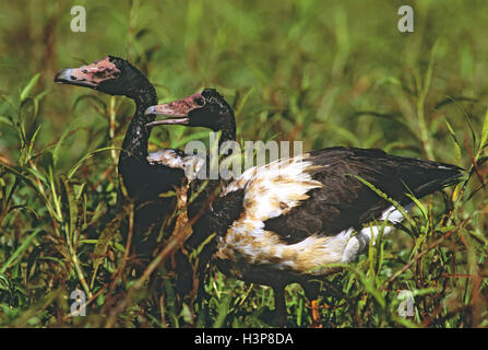 (Anseranas semipalmata goose magpie) Banque D'Images