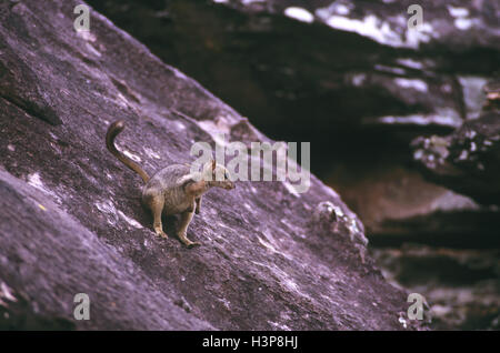 Le hibou-rock wallaby (petrogale brachyotis s) Banque D'Images