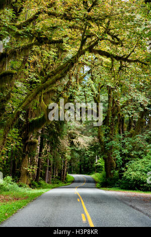 Route de Hoh Rainforest - Olympic National Park, près de Forks, Washington, USA Banque D'Images