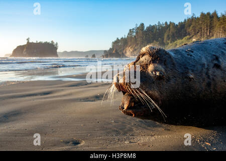 Dead Sea Lion sur Ruby Beach - Olympic National Park, près de Forks, Washington, USA Banque D'Images