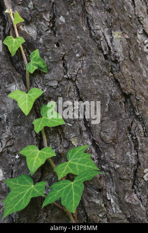 Tige de lierre commun balte de l'escalade, Hedera helix L. var. baltica, des nouveaux jeunes feuilles rampantes evergreen, grand vertical détaillé Banque D'Images