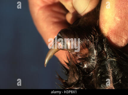 Platypus (Ornithorhynchus anatinus), détail d'épi, relié à une glande de venin dans la cuisse. Banque D'Images