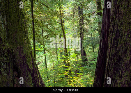 Parc provincial d'Elk Falls et d'aires protégées - Campbell River, Vancouver Island, British Columbia, Canada Banque D'Images