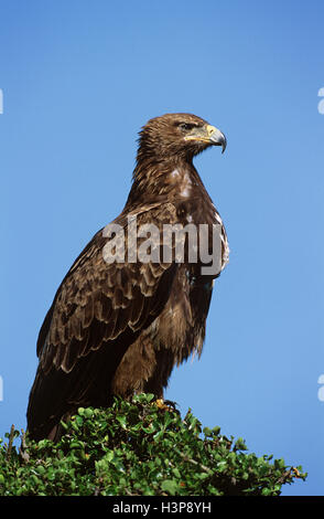 Black-breasted buzzard (Hamirostra melanosternon) Banque D'Images