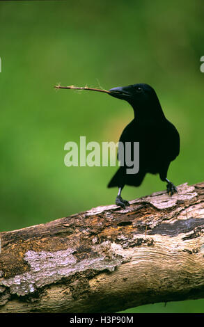 New Caledonian crow (Corvus moneduloides) Banque D'Images