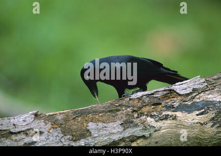 New Caledonian crow (Corvus moneduloides) Banque D'Images