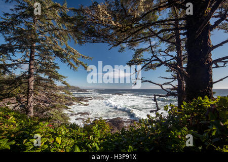 Falaises rocheuses - Sentier Wild Pacific, Ucluelet, île de Vancouver, Colombie-Britannique, Canada Banque D'Images