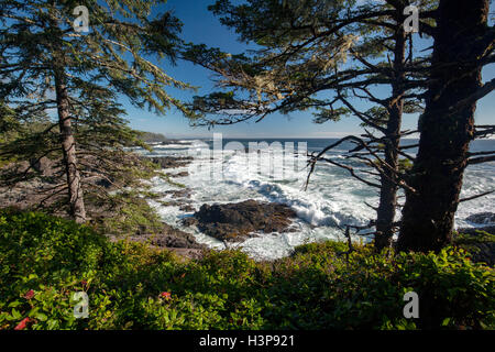 Falaises rocheuses - Sentier Wild Pacific, Ucluelet, île de Vancouver, Colombie-Britannique, Canada Banque D'Images