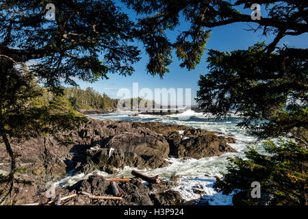 Falaises rocheuses - Sentier Wild Pacific, Ucluelet, île de Vancouver, Colombie-Britannique, Canada Banque D'Images