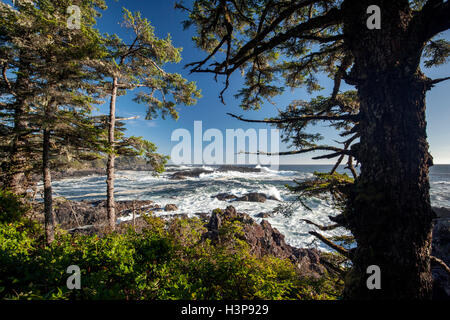 Falaises rocheuses - Sentier Wild Pacific, Ucluelet, île de Vancouver, Colombie-Britannique, Canada Banque D'Images