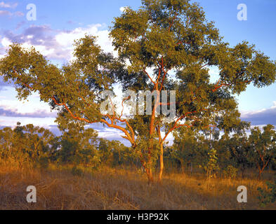 Tintinnans Eucalyptus gum (saumon) Banque D'Images