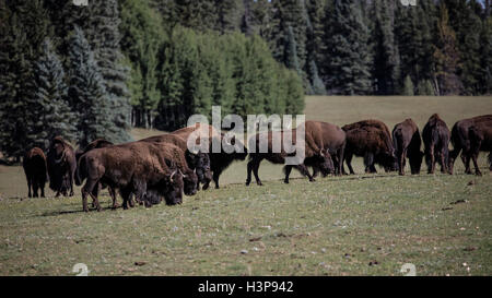 Le pâturage des troupeaux de bisons dans les prairies le long d'une journée de printemps dans le Nord de l'Arizona Banque D'Images