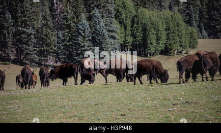 Le pâturage des troupeaux de bisons dans la prairie sur une journée de printemps ensoleillée Banque D'Images