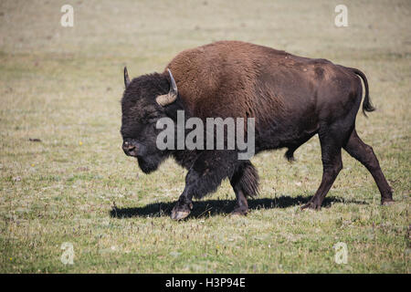 Bull Bison déplacent à travers la prairie Banque D'Images