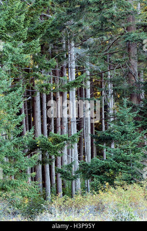 Forêt en Parc Provincial de Rathtrevor Beach - Parksville, île de Vancouver, Colombie-Britannique, Canada Banque D'Images