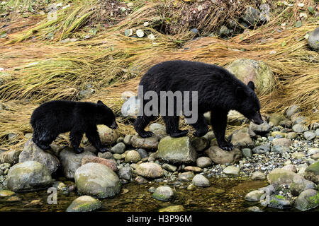 L'ours noir (Ursus americanus) - Thornton Creek, Ucluelet, île de Vancouver, Colombie-Britannique, Canada Banque D'Images