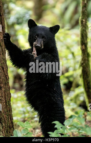 American black bear cub comité permanent (Ursus americanus) - Thornton Creek, Ucluelet, île de Vancouver, Colombie-Britannique Banque D'Images