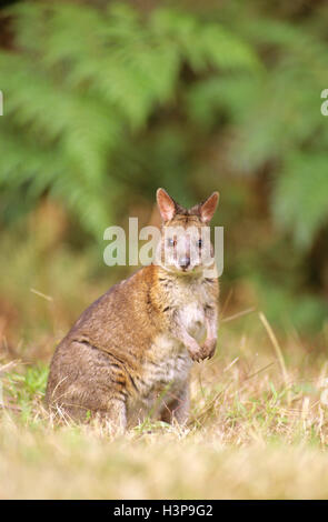 Red-necked wallaby (macropus rufogriseus) banksianus Banque D'Images