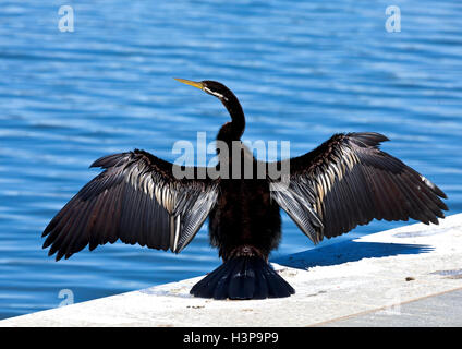 Un grand cormoran déploie ses ailes alors qu'elle repose sur les rives du lac Burley Griffin à Canberra, la capitale nationale de l'Aust Banque D'Images