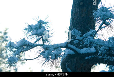 Couvert de neige des branches de pins ponderosa dans les montagnes Rocheuses près de Boulder Banque D'Images