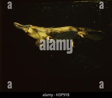 Ornithorynque (Ornithorhynchus anatinus) nager sous l'eau Banque D'Images
