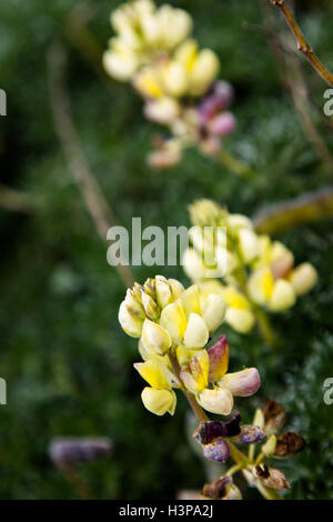 Bush jaune lupin (Lupinus arboreus) au Point Reyes National Seashore près de San Francisco, Californie, USA. Banque D'Images