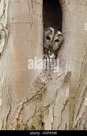 Tawny Owl (Strix Aluco enr / Waldkauz) regarder hors de son arbre naturel, creux du côté de reproduction, de la faune, de l'Allemagne. Banque D'Images