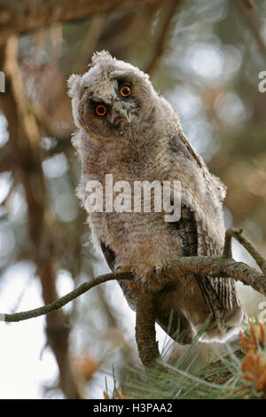 Long-eared Owl Waldohreule / ( Asio otus ), de mue jeune, assis dans un pin, à regarder vers le bas, drôle, comique. Banque D'Images