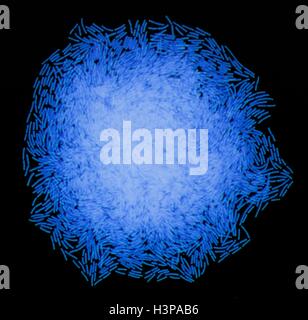 Colonie bactérienne Bacillus megaterium, Lumière microphotographie (LM). Cette forme de tige des bactéries Gram positif se retrouve dans le sol. C'est l'une des plus grandes cellules bactériennes, mesurant jusqu'à 4 micromètres de longueur. À cause de cela il est un organisme de recherche populaire pour les bactéries. Grand nombre de diviser les bactéries sont présentes. Agrandissement : x 300 lors de l'impression à 10 centimètres de large. Banque D'Images