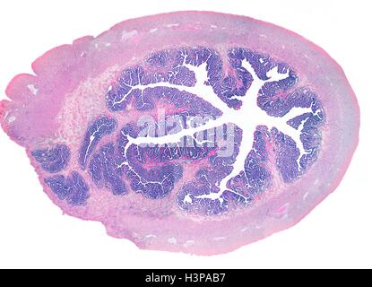Les trompes de Fallope. La lumière microphotographie (LM) d'une section à travers les trompes de Fallope, ou l'oviducte. Les trompes de Fallope brancher les ovaires à l'utérus. La lumière est perçue de manière centralisée, doublé d'une muqueuse (violet) qui contient un épithélium cilié et cellules sécrétrices. Entourant cette est une couche vasculaire avec les capillaires et une couche de muscle lisse (rose).Le grossissement : X4 lors de l'impression à 10 centimètres de large. Banque D'Images
