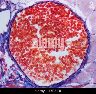 Venule. La lumière microphotographie (LM) des globules rouges (érythrocytes, rouge) dans un venule. Ces navires surviennent à partir de capillaires et sont caractérisées par un élargissement du diamètre et l'acquisition de fibroblastes et de cellules mésenchymateuses (collectivement des péricytes) associé avec l'aspect extérieur de l'venule mur. Agrandissement : x300 lors de l'impression à 10 centimètres de large. Banque D'Images