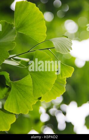 Le Ginkgo biloba (Ginkgoaceae) feuilles, Close up. Banque D'Images