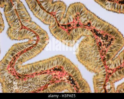 Les trompes de Fallope. La lumière microphotographie (LM).la trompe de Fallope, ou oviducte, donne l'ovule de l'ovaire à l'utérus. Un épithélium cilié est jaune, le tissu conjonctif est rouge et les vaisseaux sanguins sont noires. Agrandissement : x120 lors de l'impression à 10 centimètres de large. Banque D'Images