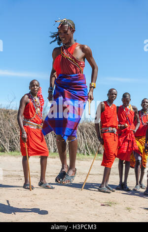 Le masai Mara, Kenya, Afrique- FEB 12 guerriers Masai traditionnels comme les sauts de danse cérémonie culturelle,examen de la vie quotidienne de la population locale, à proximité de Parc National de Masai Mara, Feb 12, 2010 Banque D'Images
