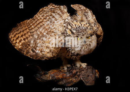 Big Brown Owl sur le fond noir Banque D'Images