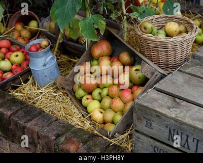 Une chasse d'automne de pommes du potager. Banque D'Images