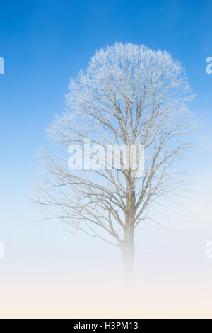 Dentelle blanche naturelle de givre sur les branches d'arbres contre l'hiver glacial matin ciel ciel bleu profond et le brouillard haze Banque D'Images