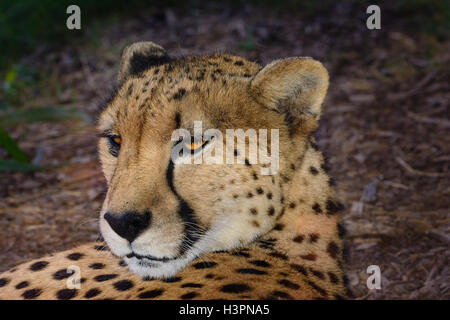 Le Guépard (Acinonyx jubatus) se détendre à l'ombre, fixant avec sa tête soulevée et regarder derrière lui. Banque D'Images