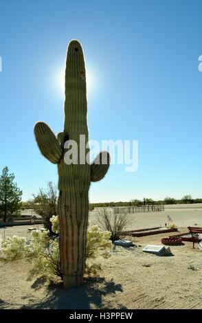 Grand, grand, Saguaro cactus bloquant le soleil in old Arizona, USA, amérique, cimetière, cimetière Banque D'Images