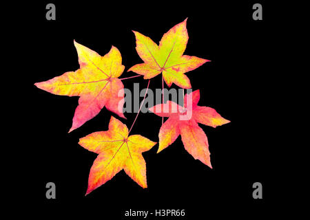 Automne couleur quatre feuilles isolées sur fond noir Banque D'Images