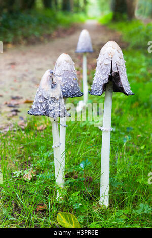 Groupe de champignons d'encre près de sentier de la forêt en automne Banque D'Images