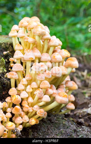 Jaune Orange Groupe de champignons en forêt d'automne Banque D'Images