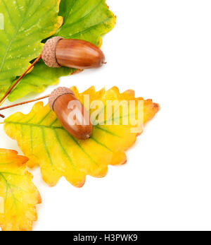 Les feuilles d'automne et de glands de chêne isolé sur fond blanc Banque D'Images